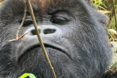 Silverback gorilla in Rwanda 