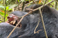 Silverback gorilla in Rwanda 