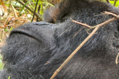 Silverback gorilla in Rwanda 