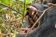 Silverback gorilla in Rwanda, laughing 