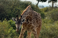 Giraffe in the Masai Mara, Kenya