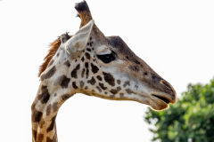 Giraffe in the Masai Mara, Kenya