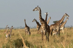 Giraffes  in the Masai Mara, Kenya