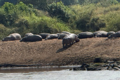 Hippos in the Masai Mara, Kenya