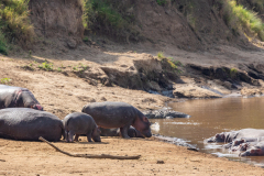 Hippos in the Masai Mara, Kenya