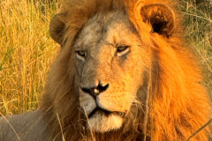 Lion in the Masai Mara, Kenya